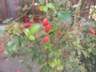 Ripe red color fruits of  Lime berry on branch and leaves in nature environment. Another name is Sweet lime or Myrtle lime.,Ripe Red Fruit of Lime Berry 

