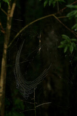 Aranha na Teia Floresta Spider Web in the Forest