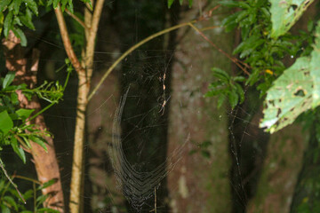 Aranha na Teia Floresta Spider Web in the Forest