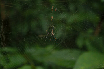 Aranha na Teia Floresta Spider Web in the Forest