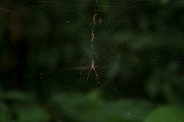 Aranha na Teia Floresta Spider Web in the Forest