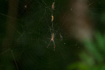 Aranha na Teia Floresta Spider Web in the Forest