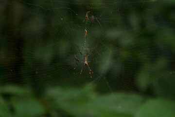 Aranha na Teia Floresta Spider Web in the Forest