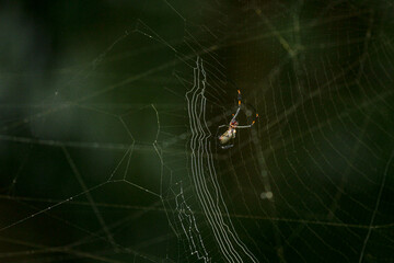 Aranha na Teia Floresta Spider Web in the Forest