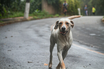 C&atilde;o Correndo Dog Running on the street