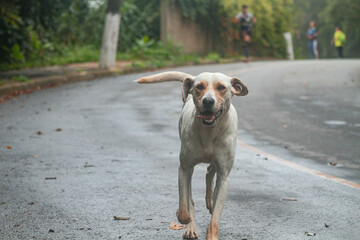 C&atilde;o Correndo Dog Running on the street