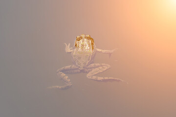 Frog water amphibian: Frog swims in murky water during daytime, reason unknown, natural environment.