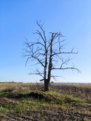 Field,tree and blue sky. Spring landscape. A lonely tree in a field