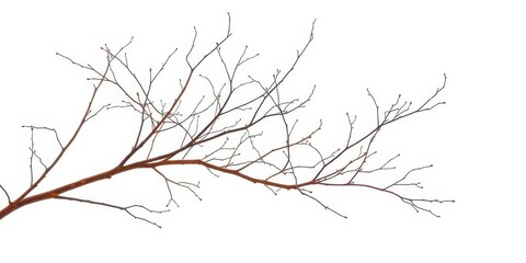 Delicate, bare branches splayed against a pure white backdrop, botanical, twigs