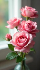 Obraz premium Close-up view of antique rose blooms, soft light, gouache, red