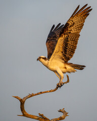An osprey perched on a tree