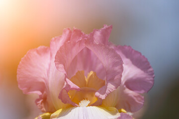 Fototapeta premium Purple with yellow bearded iris flower close up