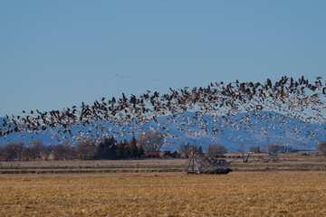Migrating Greater Sandhill Cranes in Monte Vista, Colorado. Sandhill Crane blastoff