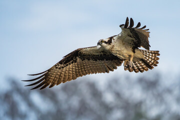 An osprey flying back to nest