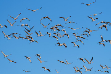 Migrating Greater Sandhill Cranes in Monte Vista, Colorado