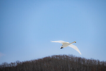 ハクチョウの飛翔