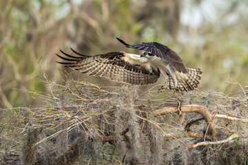 An osprey landing on a nest