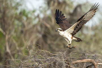 An osprey landing on a tree