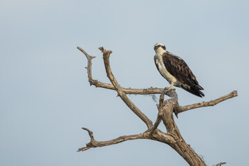 An osprey perched on a tree