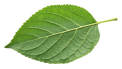 A single fresh green leaf with detailed veins and a smooth surface placed on a white background	