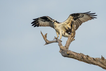 An osprey landing on a tree