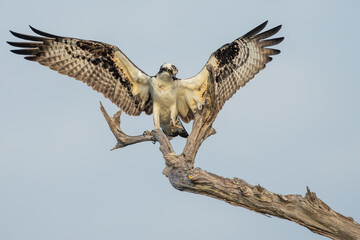 An osprey landing on a tree