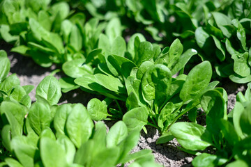 Lush green spinach leaves growing in a backyard garden bed. Homegrown vegetable concept