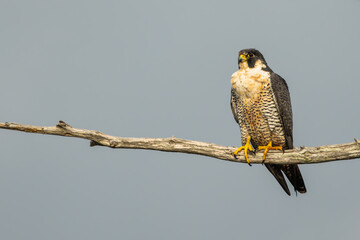 Peregrine falcon perched on a tree