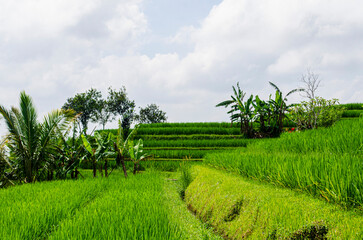 Obraz premium green rice field