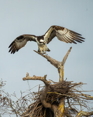 An osprey landing on a tree