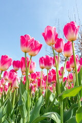 pink tulips in spring