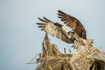 An osprey landing on a nest