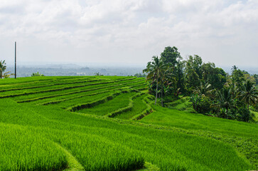 rice field 