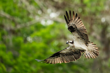 An osprey flying back to nest