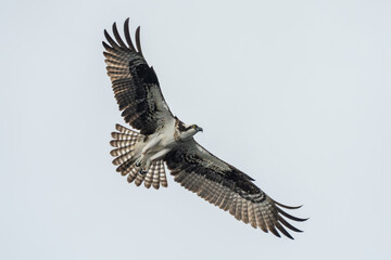 An osprey flying back to nest