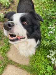 Pet activity. Dog outdoors. Cute puppy dog border collie walking on park. Pet dog walking in summer day outdoors. Funny emotional dog having playful mood. Love for pets friendship companion pet care