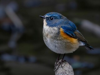 水場に水浴びしに来たルリビタキの雄