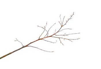 Fototapeta premium Delicate, bare branches isolated on pure white backdrop, tree, botany