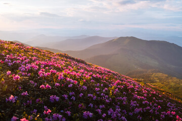 Obraz premium Golden sunset rays casting a magical glow over a rhododendron-covered mountain meadow, with misty peaks stretching into the horizon. Spring mountains. Landscape photography