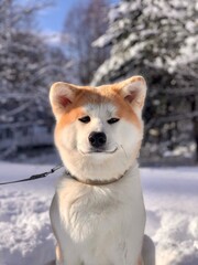 Portrait of Akita Inu Japanese dog on snow. Christmas. New Year. 2024.