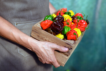 Farmer hold ripened multi-colored habanero peppers (capsicum chinense) in wooden box. Very hot mexican peppers close up