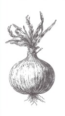 Vintage Hand Drawn Onion Illustration with Detailed Roots