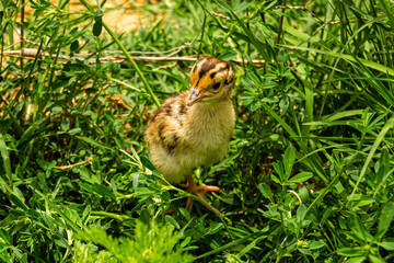 Baby Pheasant in the Grass
