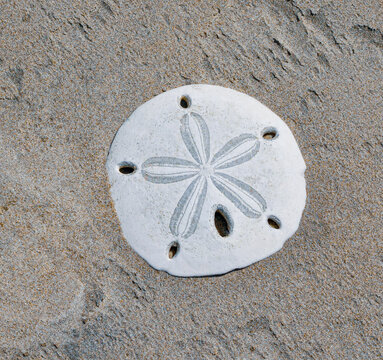 Sand Dollar at the Beach
