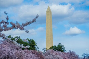 Cherry Blossom Trees in Washington, DC in Spring around the Washington Monument