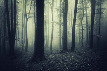 Fototapeta premium dark mysterious halloween forest landscape in fog
