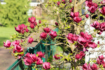Blooming Magnolia Tree with Vibrant Pink Flowers in Spring