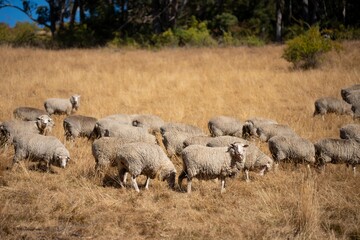 Merino sheep, grazing and eating grass in New zealand and Australia