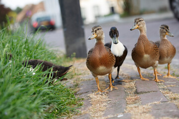 Ducks walking along a cobblestone path in a quiet street with green grass on the side during late afternoon