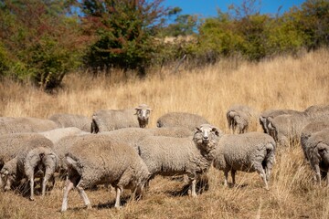 Merino sheep, grazing and eating grass in New zealand and Australia